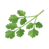 Cilantro icon