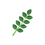 Curry leaf icon