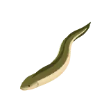 Eel icon