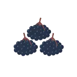 Elderberry icon