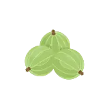 Gooseberry icon