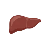 Liver icon