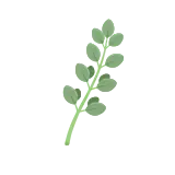 Marjoram icon