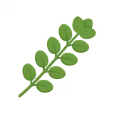Oregano icon