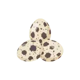Quail egg icon