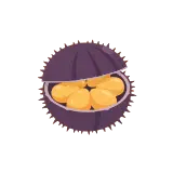 Sea urchin icon