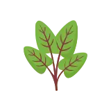 Sorrel icon