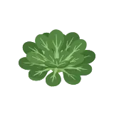Tatsoi icon