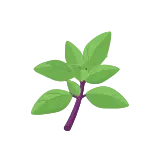 Thai basil icon