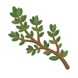 Thyme icon