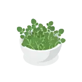 Watercress icon